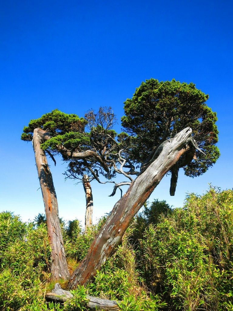 南湖五岩峰上謙卑的圓柏