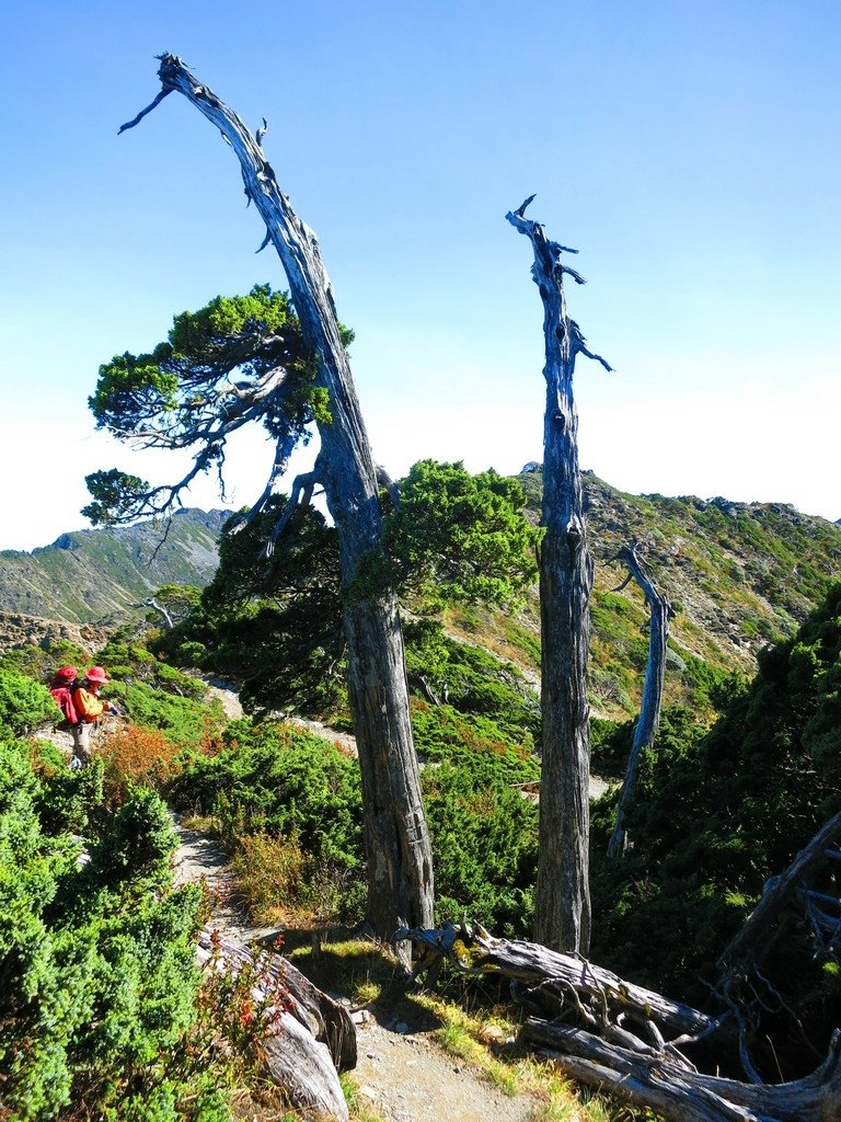 南湖五岩峰上謙卑的圓柏