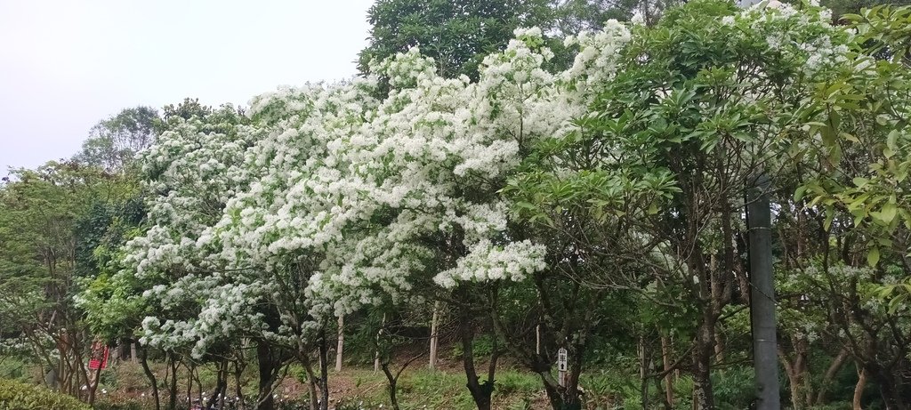 流蘇花開的時節~