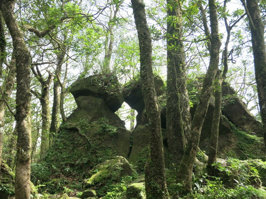 回憶那一年的七星山芒花開~