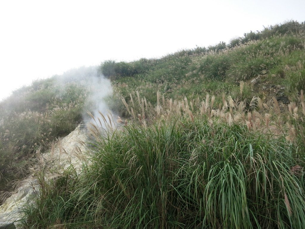 回憶那一年的七星山芒花開~