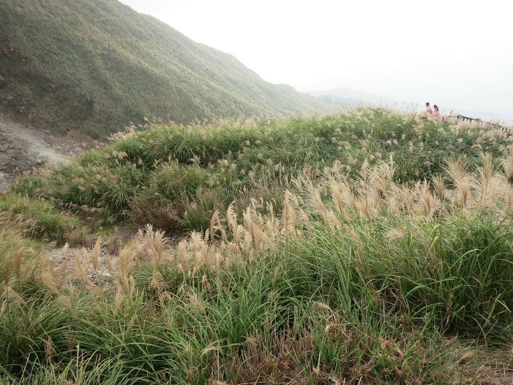 回憶那一年的七星山芒花開~