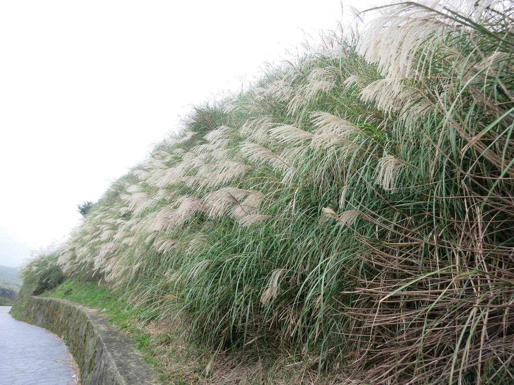 回憶那一年的七星山芒花開~