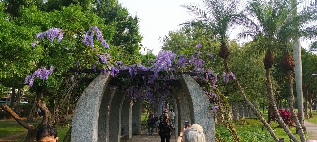 1130411錫葉藤花開不是紫藤花ㄡ～大安森林公園(一)。