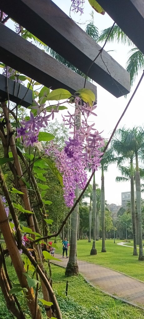 1130411錫葉藤花開不是紫藤花ㄡ～大安森林公園(一)。