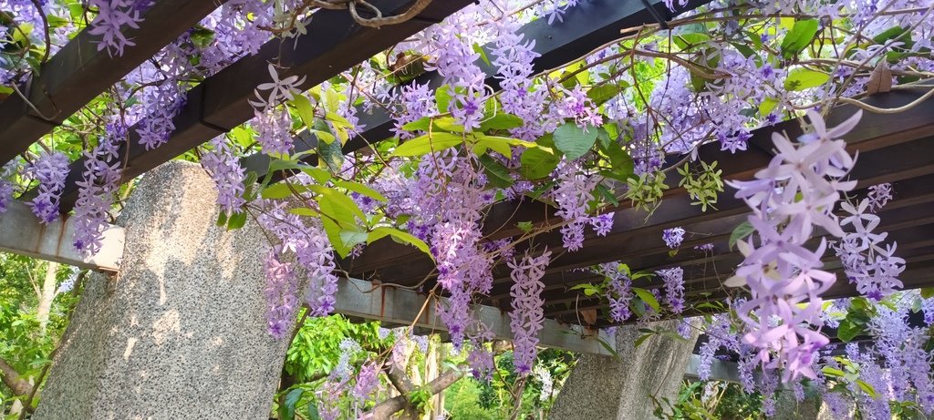 1130411錫葉藤花開不是紫藤花ㄡ～大安森林公園(一)。