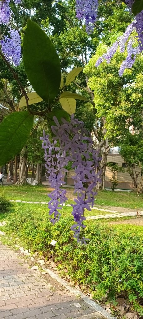 1130411錫葉藤花開不是紫藤花ㄡ～大安森林公園(一)。