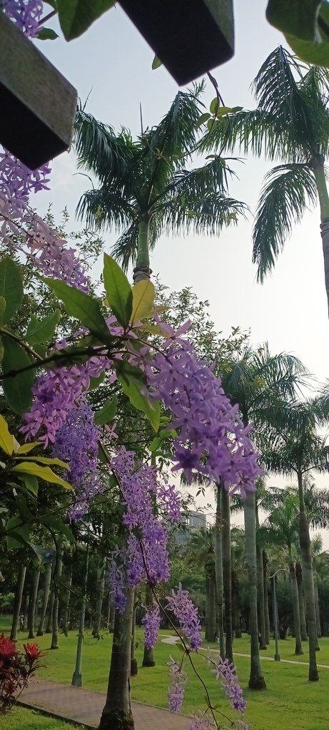 1130411錫葉藤花開不是紫藤花ㄡ～大安森林公園(一)。