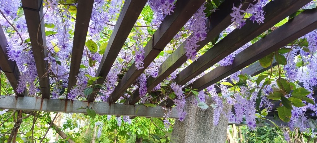 1130411錫葉藤花開不是紫藤花ㄡ～大安森林公園(一)。