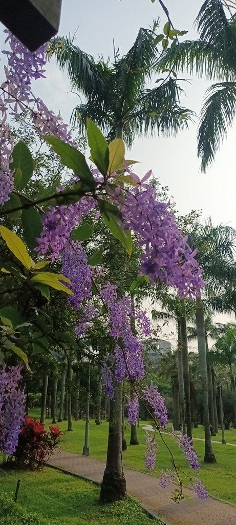 1130411錫葉藤花開不是紫藤花ㄡ～大安森林公園(一)。