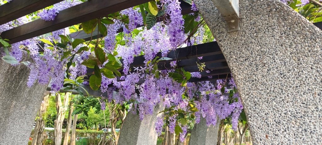 1130411錫葉藤花開不是紫藤花ㄡ～大安森林公園(一)。