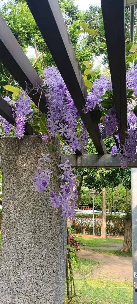 1130411錫葉藤花開不是紫藤花ㄡ～大安森林公園(一)。