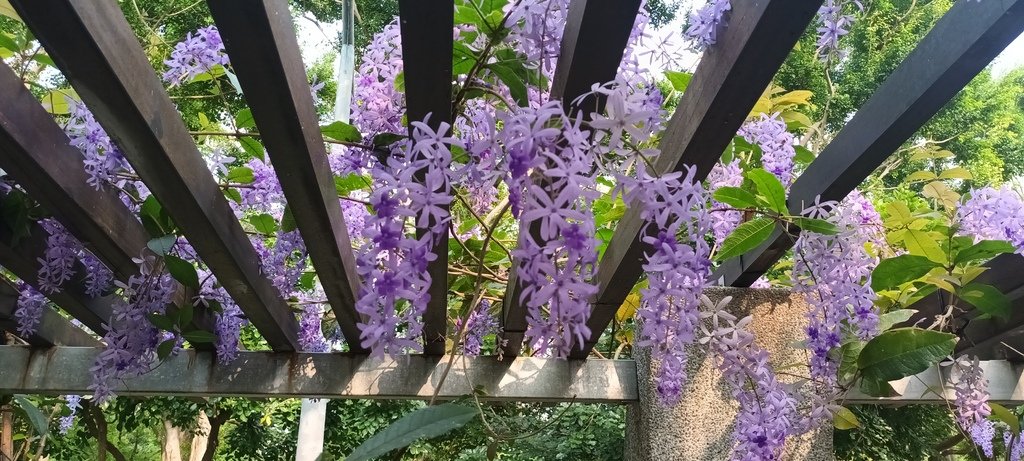 1130411錫葉藤花開不是紫藤花ㄡ～大安森林公園(一)。