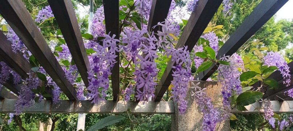 1130411錫葉藤花開不是紫藤花ㄡ～大安森林公園(一)。