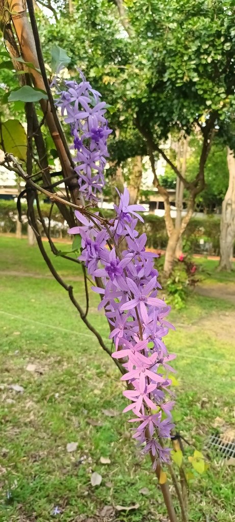 1130411錫葉藤花開不是紫藤花ㄡ～大安森林公園(一)。