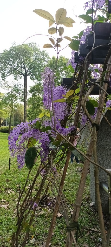 1130411錫葉藤花開不是紫藤花ㄡ～大安森林公園(一)。