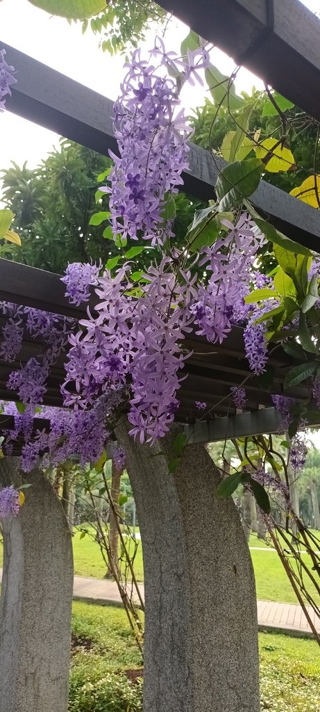 1130411錫葉藤花開不是紫藤花ㄡ～大安森林公園(一)。