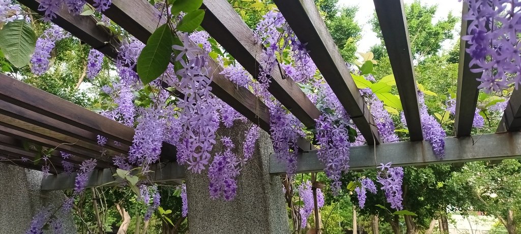 1130411錫葉藤花開不是紫藤花ㄡ～大安森林公園(二)。