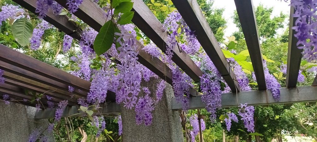 1130411錫葉藤花開不是紫藤花ㄡ～大安森林公園(二)。