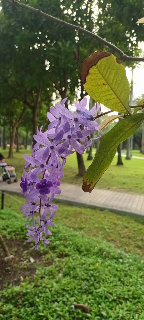 1130411錫葉藤花開不是紫藤花ㄡ～大安森林公園(二)。