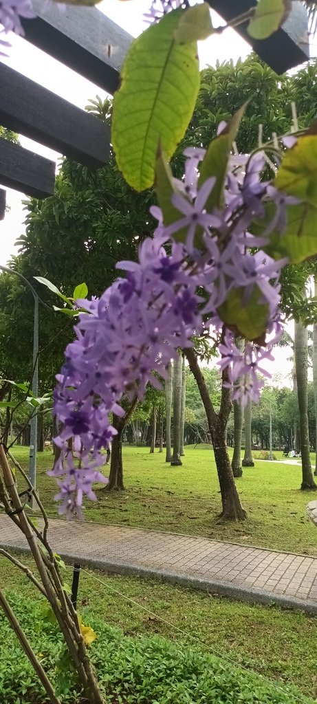 1130411錫葉藤花開不是紫藤花ㄡ～大安森林公園(二)。