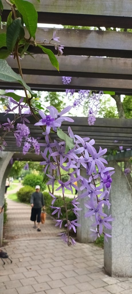 1130411錫葉藤花開不是紫藤花ㄡ～大安森林公園(二)。