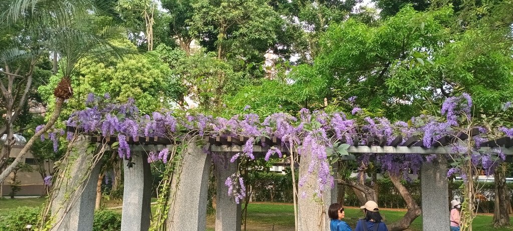 1130411錫葉藤花開不是紫藤花ㄡ～大安森林公園(二)。