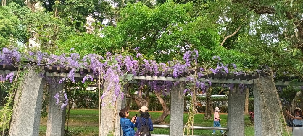 1130411錫葉藤花開不是紫藤花ㄡ～大安森林公園(二)。