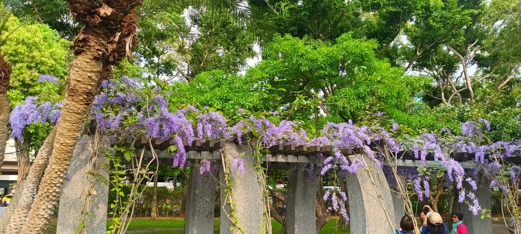 1130411錫葉藤花開不是紫藤花ㄡ～大安森林公園(二)。