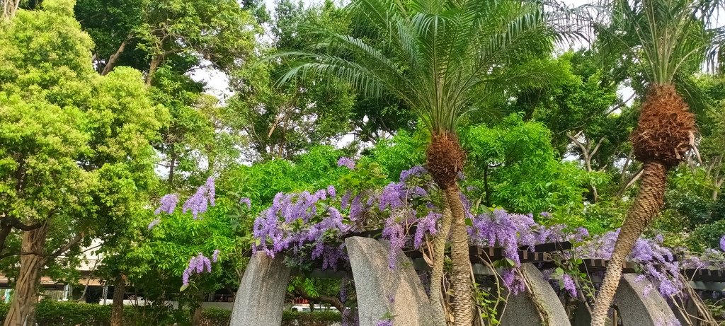 1130411錫葉藤花開不是紫藤花ㄡ～大安森林公園(二)。