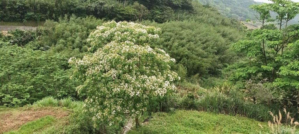 1130417石門青山瀑布再行~