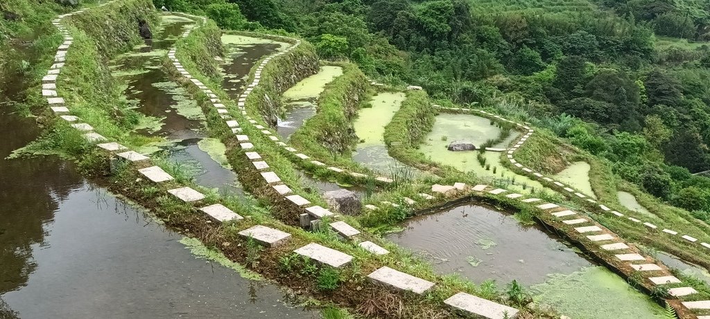 1130417石門嵩山社區百年梯田鳶尾花開(一)