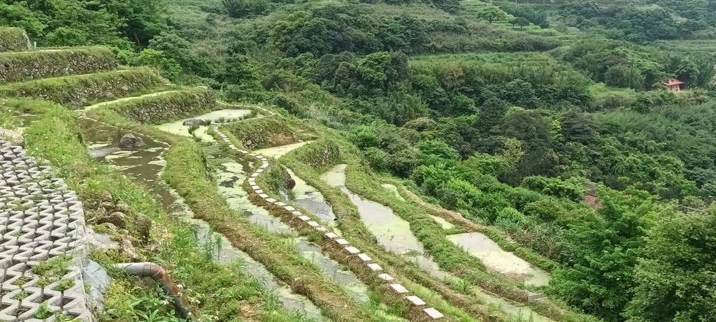 1130417石門嵩山社區百年梯田鳶尾花開(一)