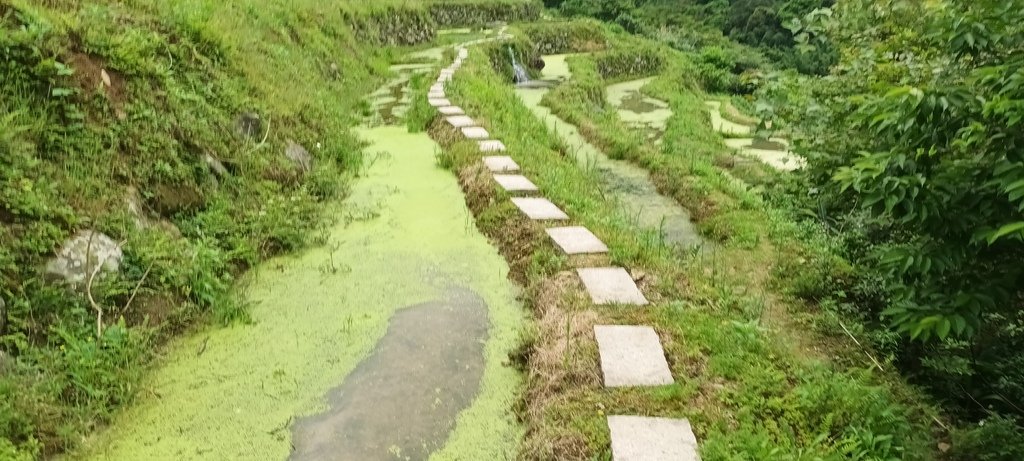 1130417石門嵩山社區百年梯田鳶尾花開(一)