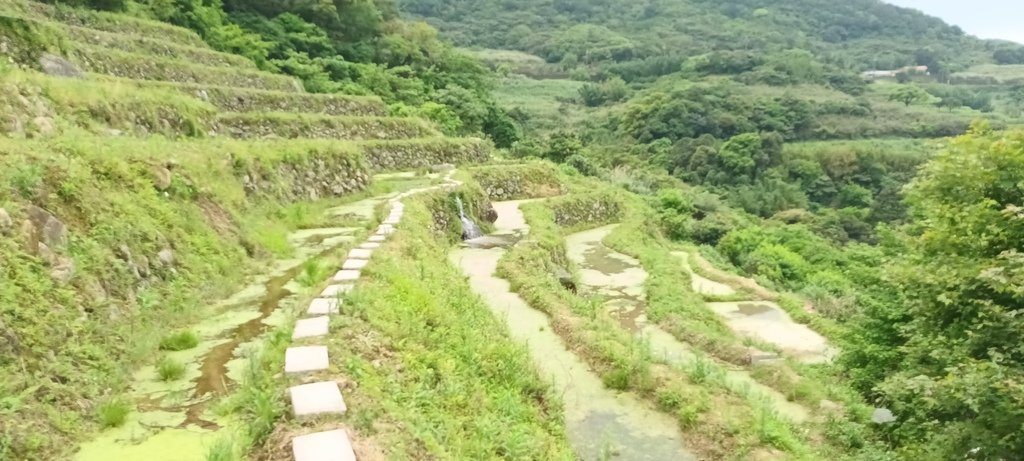 1130417石門嵩山社區百年梯田鳶尾花開(一)