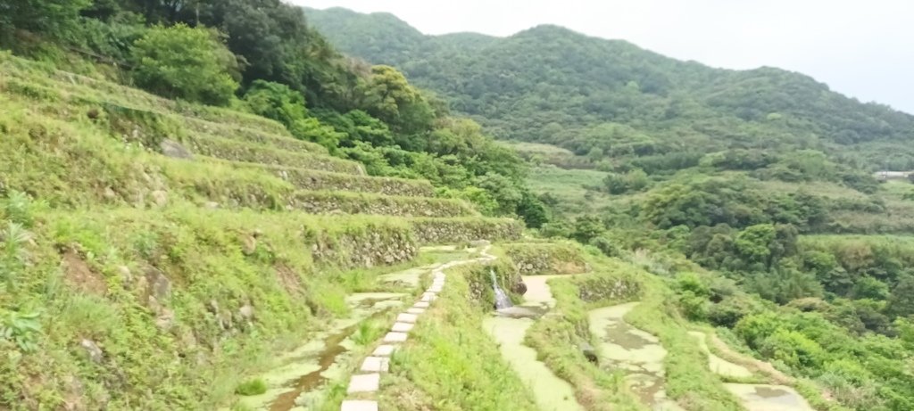 1130417石門嵩山社區百年梯田鳶尾花開(一)