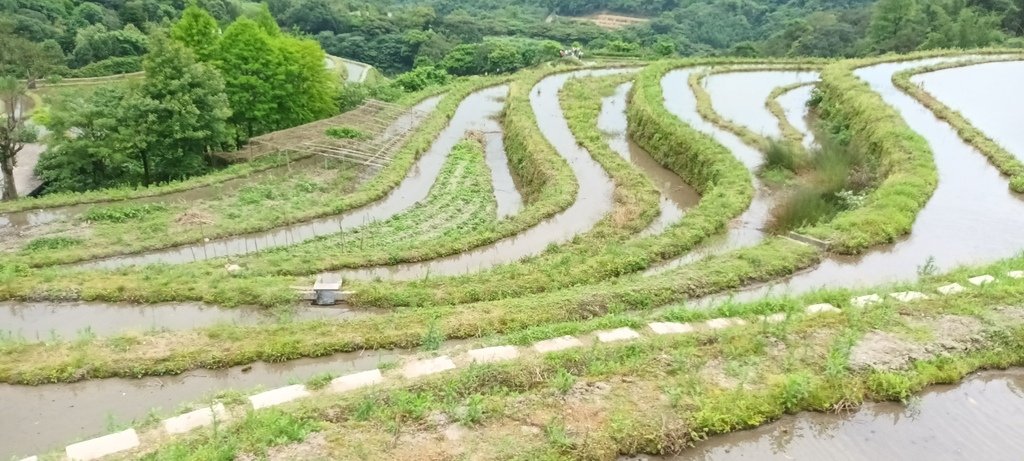 1130417石門嵩山社區百年梯田鳶尾花開(一)