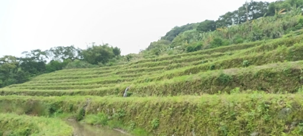 1130417石門嵩山社區百年梯田鳶尾花開(一)