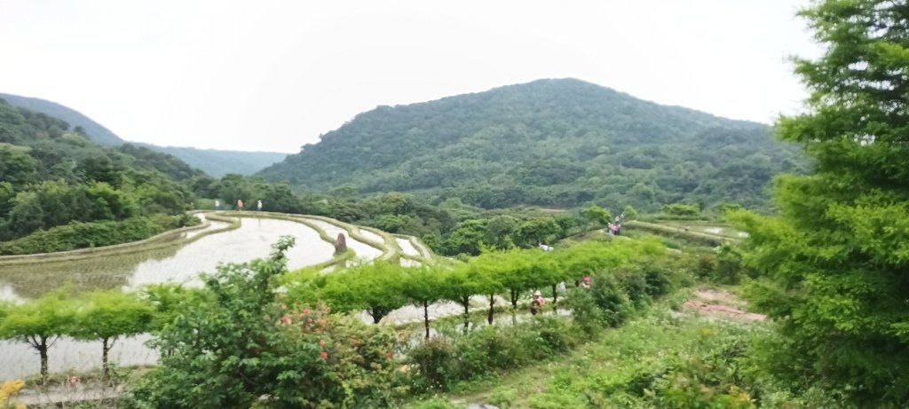 1130417石門嵩山社區百年梯田鳶尾花開(一)