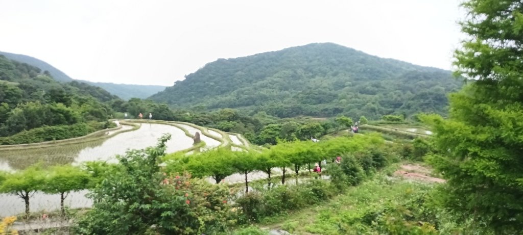 1130417石門嵩山社區百年梯田鳶尾花開(一)