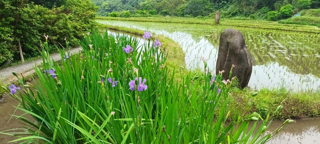 1130417石門嵩山社區百年梯田鳶尾花開(一)