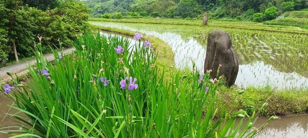 1130417石門嵩山社區百年梯田鳶尾花開(一)