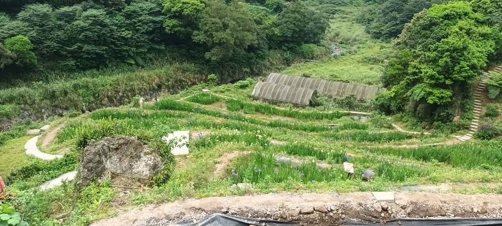 1130417石門嵩山社區百年梯田鳶尾花開(一)