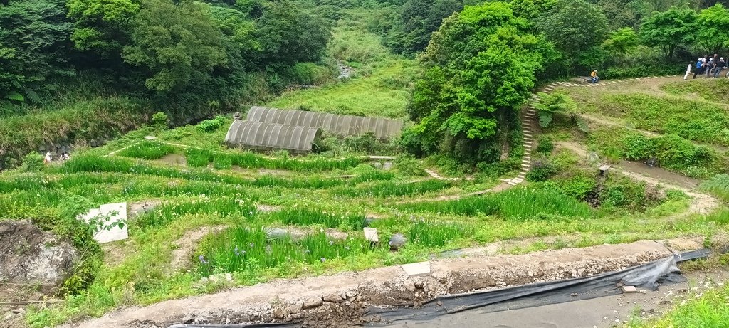 1130417石門嵩山社區百年梯田鳶尾花開(一)