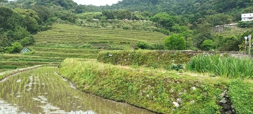 1130417石門嵩山社區百年梯田鳶尾花開(一)