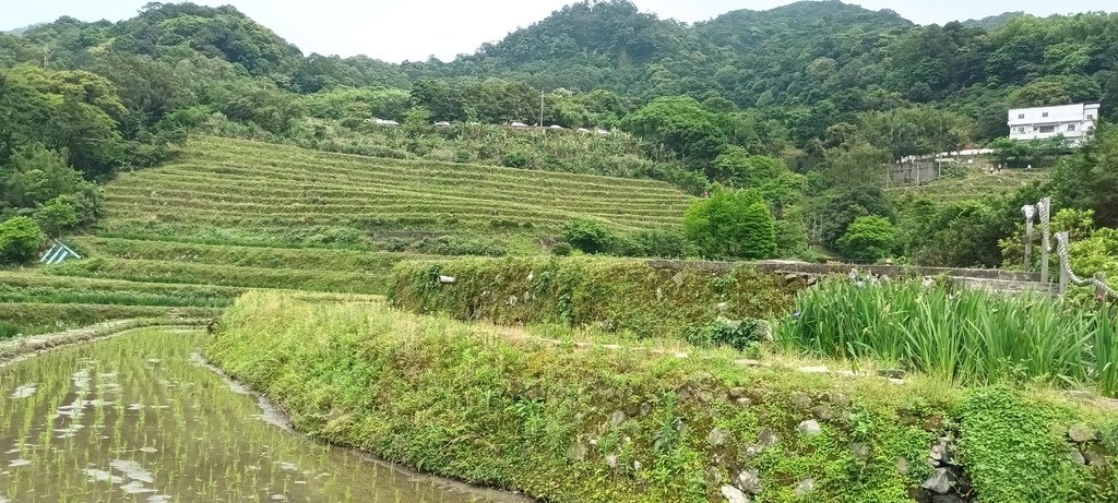 1130417石門嵩山社區百年梯田鳶尾花開(一)