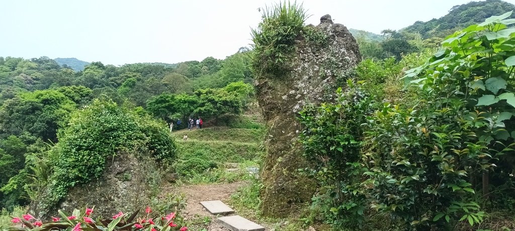 1130417石門嵩山社區百年梯田鳶尾花開(一)