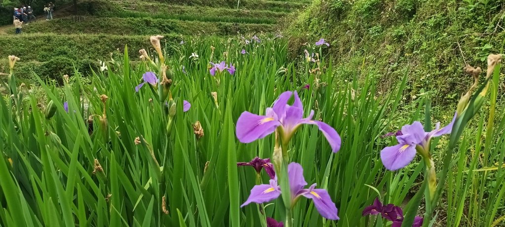 1130417石門嵩山社區百年梯田鳶尾花開(二)