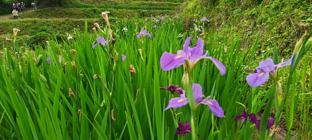 1130417石門嵩山社區百年梯田鳶尾花開(二)