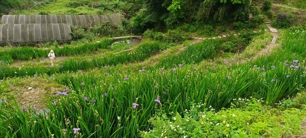 1130417石門嵩山社區百年梯田鳶尾花開(二)